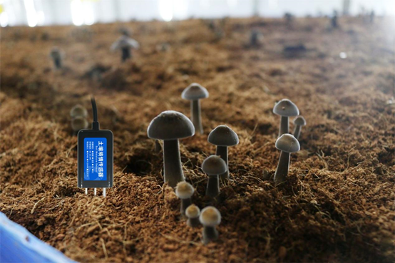 菌菇智能養殖監控係統應用